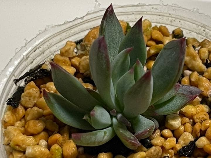 ❤️専用出品❤️おらいさん苗　ミックスベリア　　　❤️赤鬼❤️発根開始♪　札なし