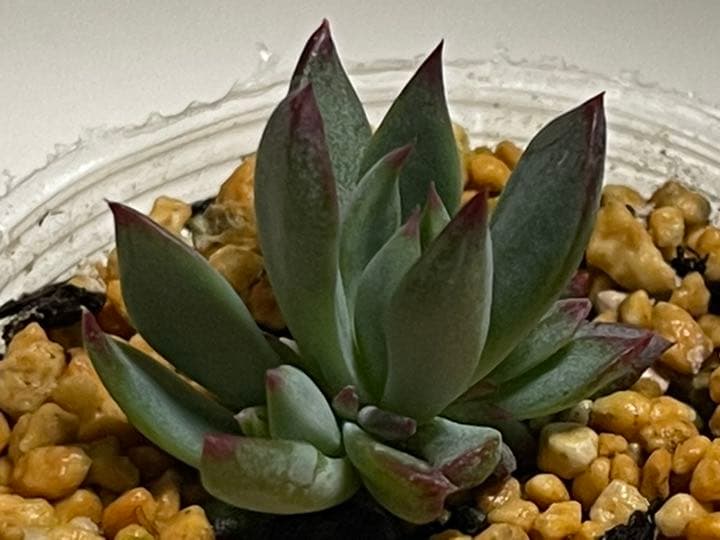 ❤️専用出品❤️おらいさん苗　ミックスベリア　　　❤️赤鬼❤️発根開始♪　札なし