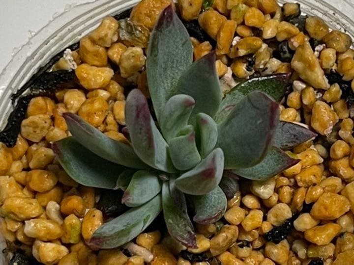 ❤️専用出品❤️おらいさん苗　ミックスベリア　　　❤️赤鬼❤️発根開始♪　札なし