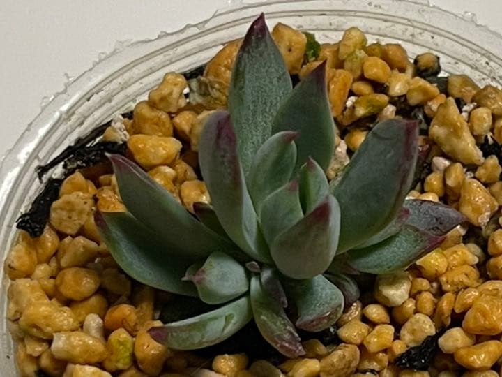 ❤️専用出品❤️おらいさん苗　ミックスベリア　　　❤️赤鬼❤️発根開始♪　札なし