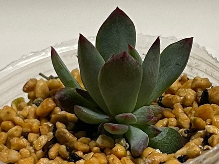 ❤️専用出品❤️おらいさん苗　ミックスベリア　　　❤️赤鬼❤️発根開始♪　札なし