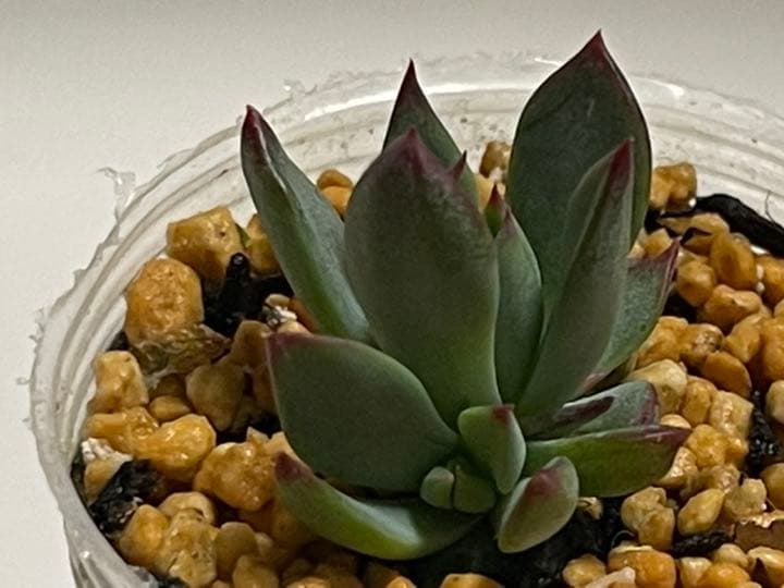 ❤️専用出品❤️おらいさん苗　ミックスベリア　　　❤️赤鬼❤️発根開始♪　札なし