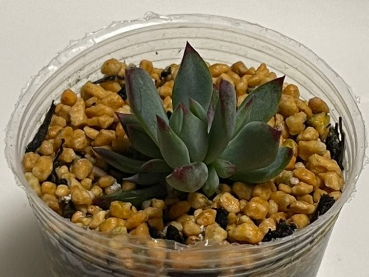 ❤️専用出品❤️おらいさん苗　ミックスベリア　　　❤️赤鬼❤️発根開始♪　札なし