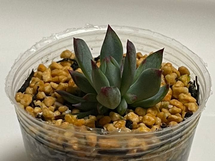 ❤️専用出品❤️おらいさん苗　ミックスベリア　　　❤️赤鬼❤️発根開始♪　札なし