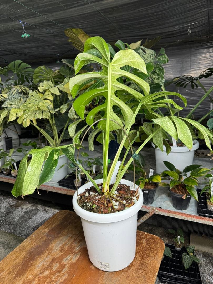 モンステラ　ボルギシアナ　x デリシオーサ　ミント　超美斑入り作品株