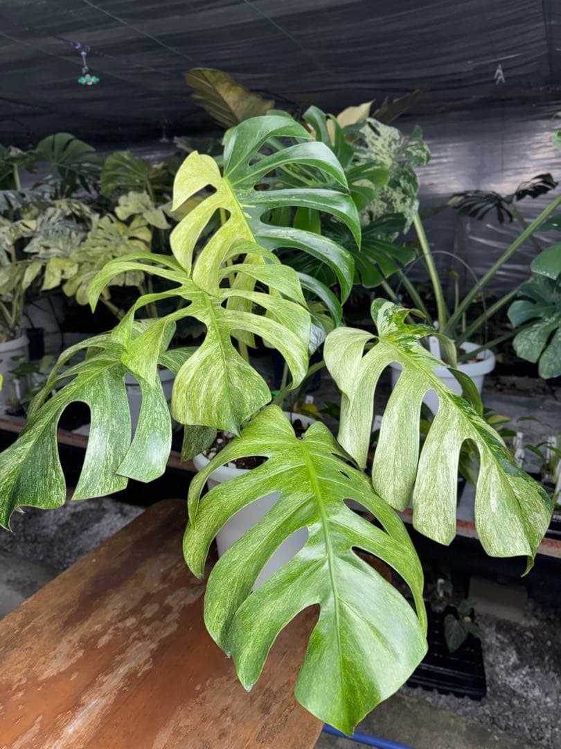 モンステラ　ボルギシアナ　x デリシオーサ　ミント　超美斑入り作品株