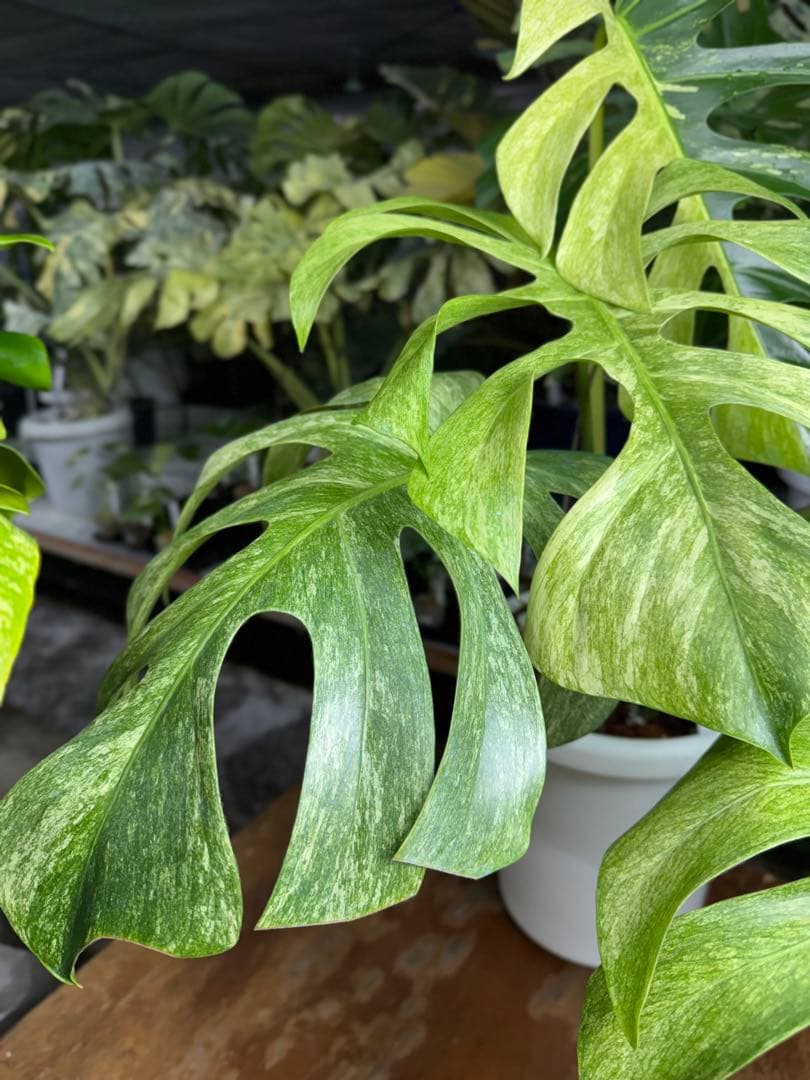 モンステラ　ボルギシアナ　x デリシオーサ　ミント　超美斑入り作品株