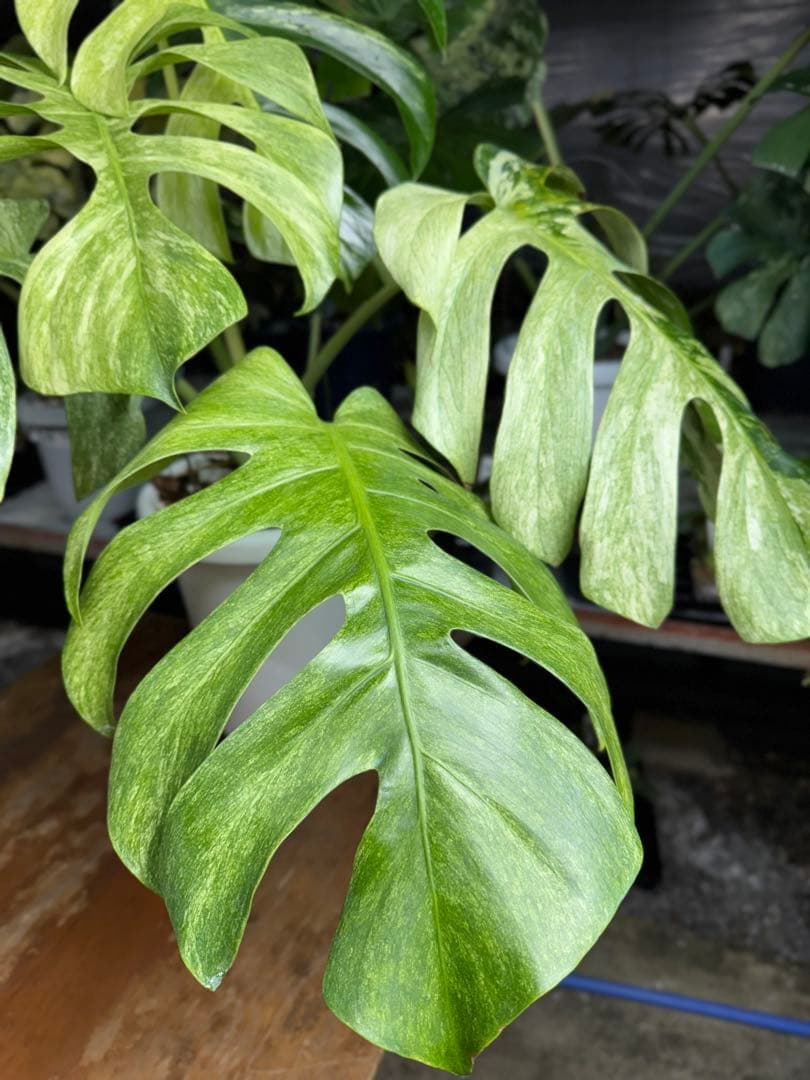 モンステラ　ボルギシアナ　x デリシオーサ　ミント　超美斑入り作品株