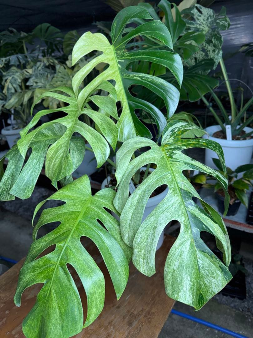 モンステラ　ボルギシアナ　x デリシオーサ　ミント　超美斑入り作品株