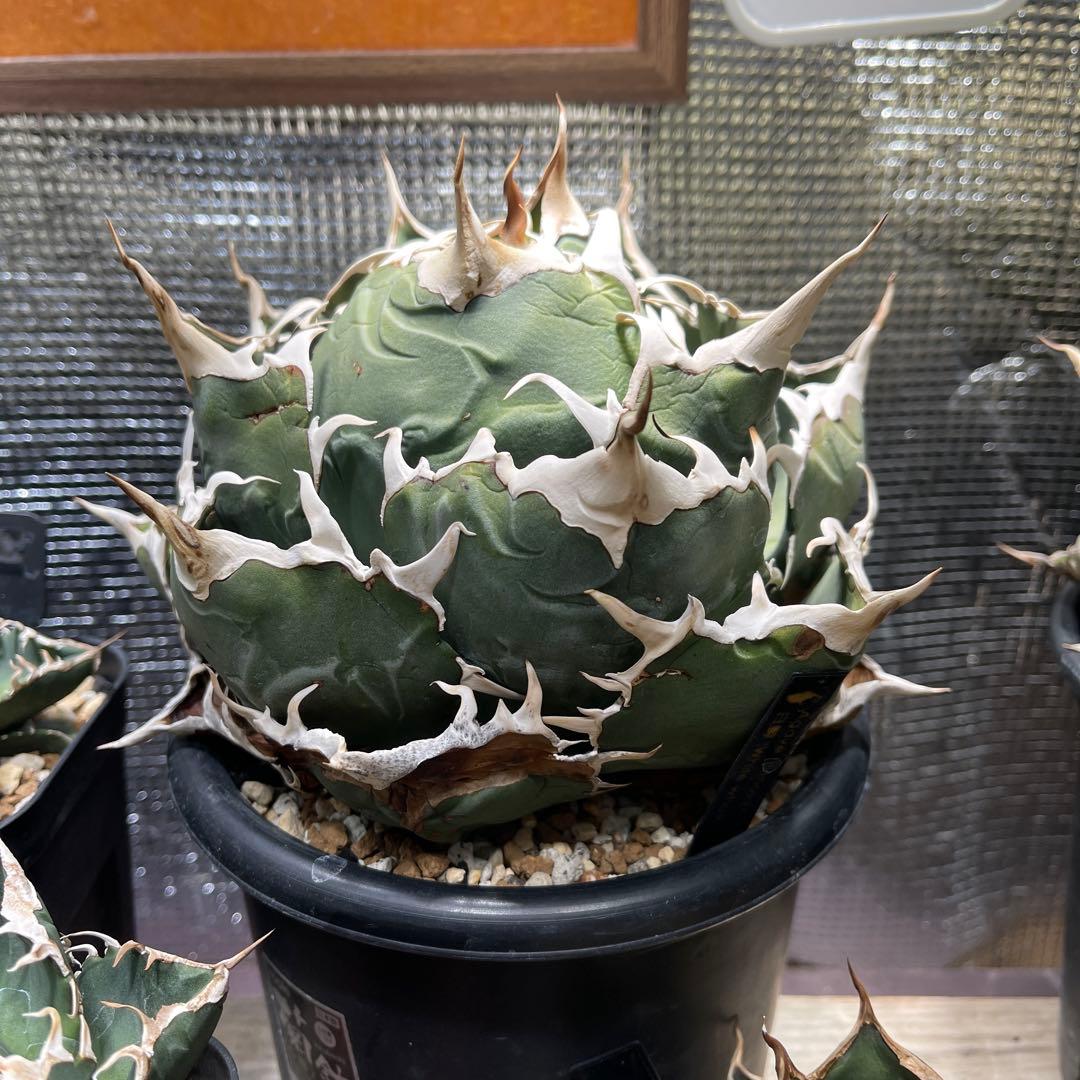 白鯨　巨大ボールタイプ　鉢ごと。