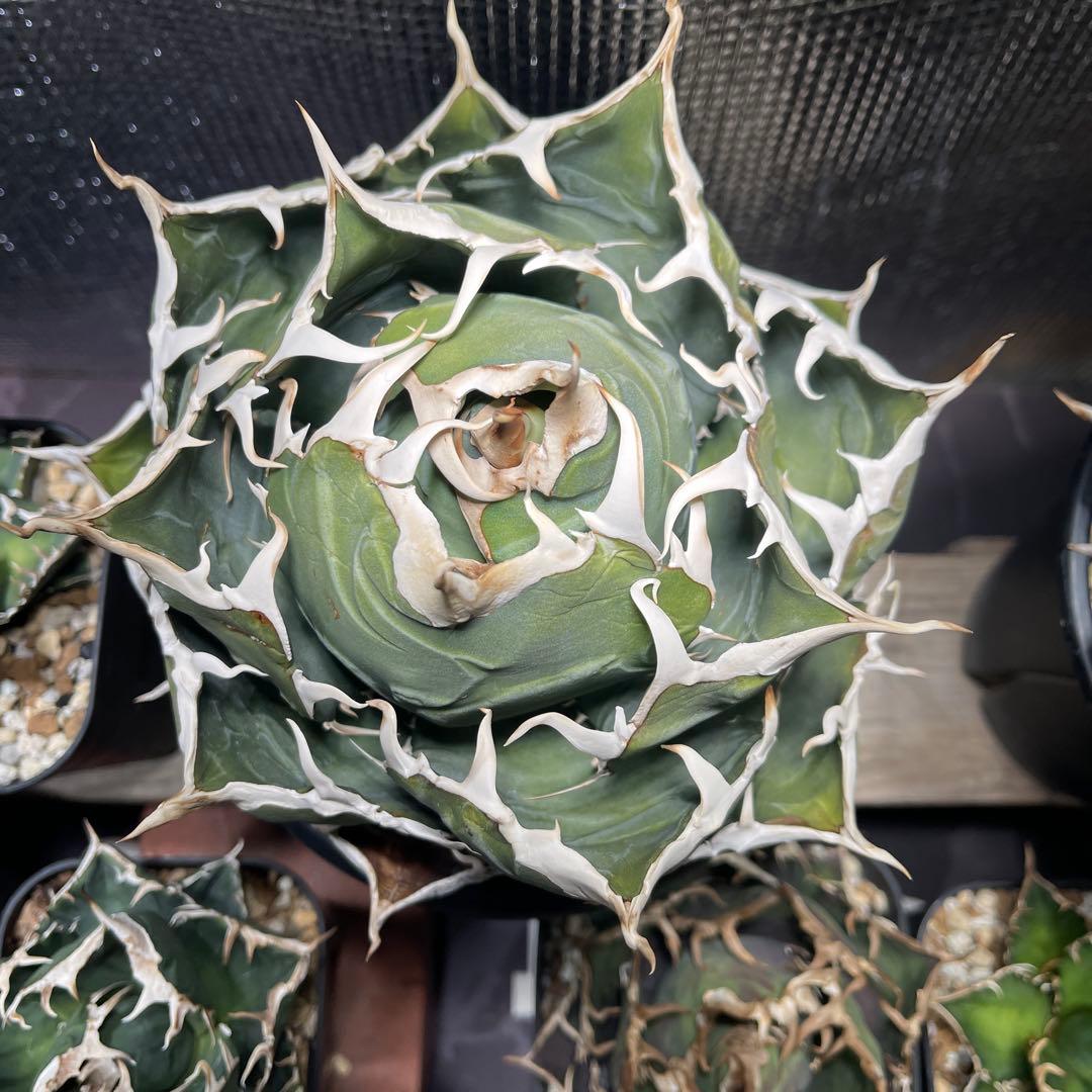 白鯨　巨大ボールタイプ　鉢ごと。