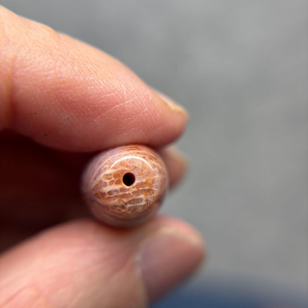 もんちゃんフォッシルコーラル　天珠　1-331