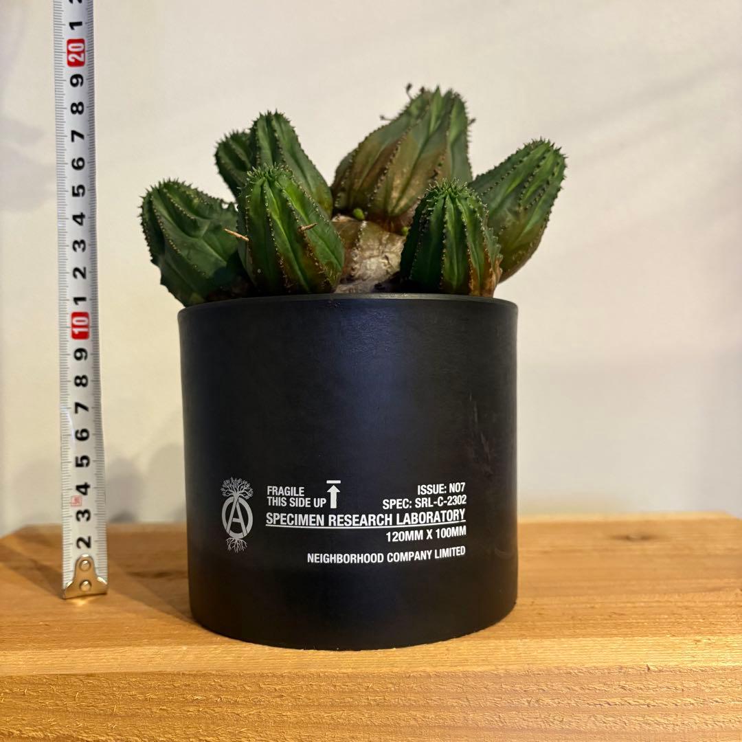 K*u様 ユーフォルビア・オベサ 多頭 SRL 鉢付き neighborhood