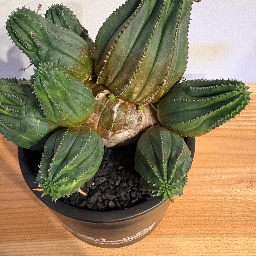 K*u様 ユーフォルビア・オベサ 多頭 SRL 鉢付き neighborhood