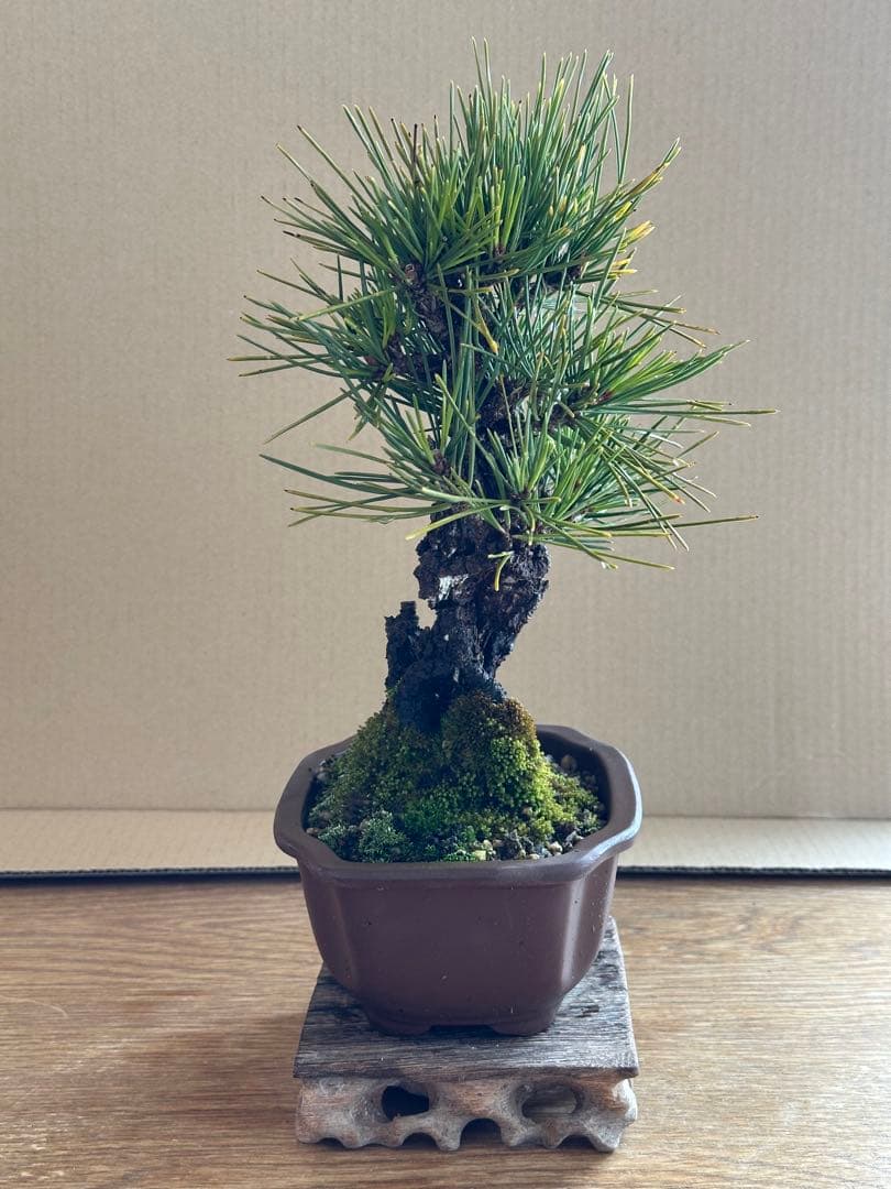 盆栽 小品盆栽 錦松(夢錦)-7