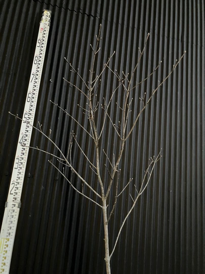 山採り　アオダモ