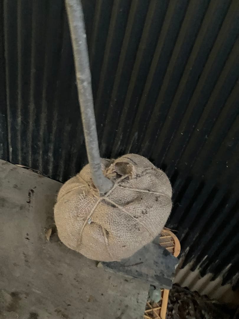 山採り　アオダモ