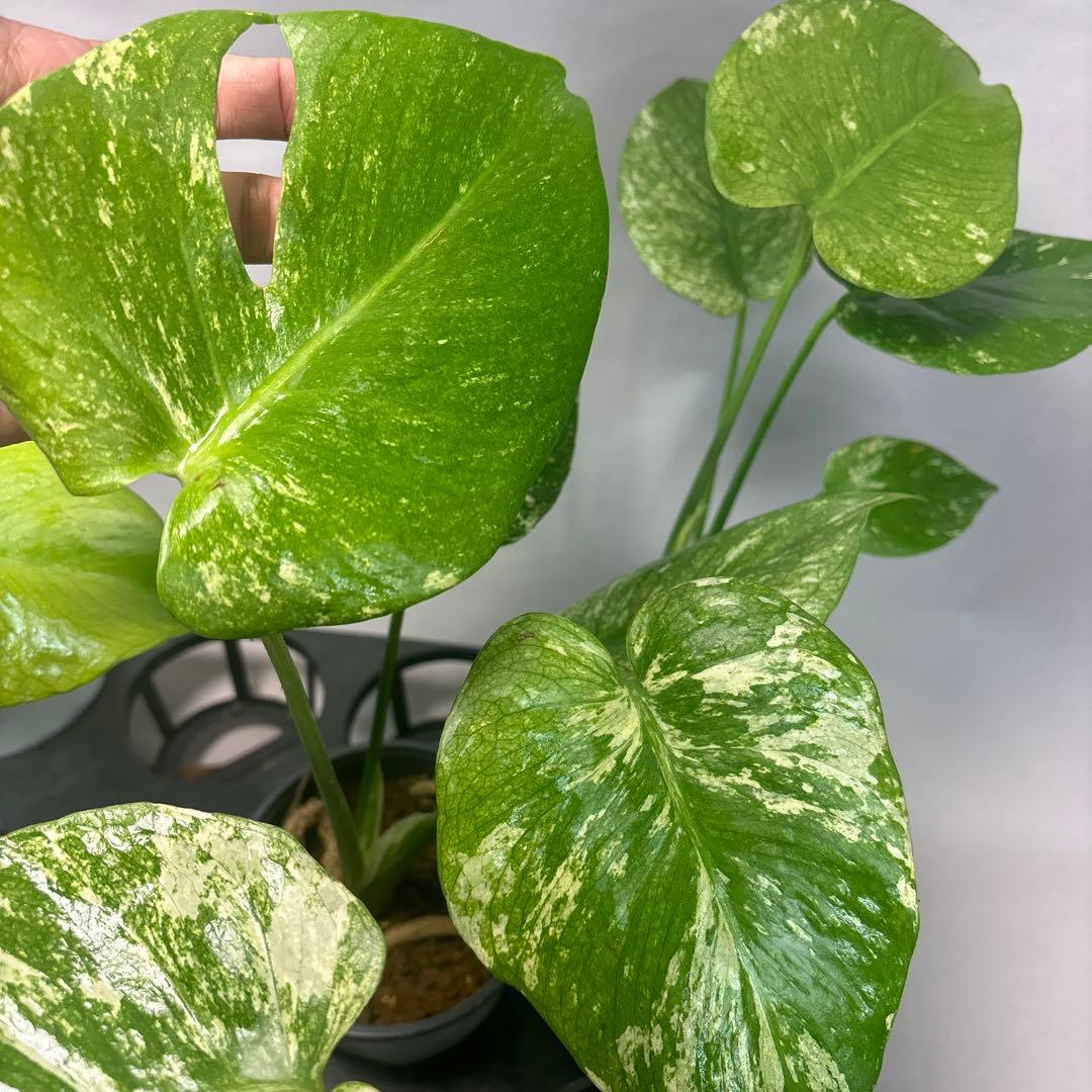 さ*ん様 5株セットms43【特別選抜】ホワイトモンスター／天津蘭 モンステラ斑