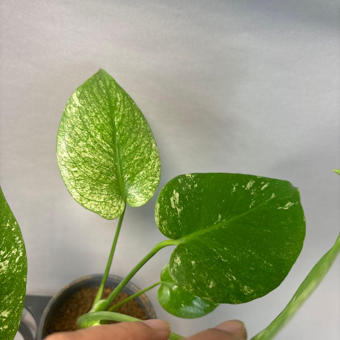 さ*ん様 5株セットms43【特別選抜】ホワイトモンスター／天津蘭 モンステラ斑