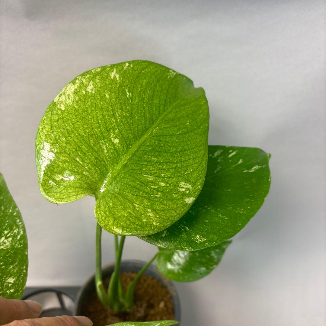 さ*ん様 5株セットms43【特別選抜】ホワイトモンスター／天津蘭 モンステラ斑