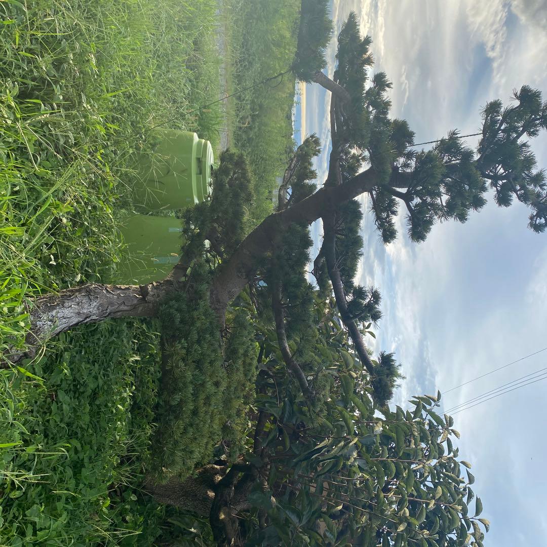 レア 五葉松 大株！！引取り限定！！美株！樹齢30年以上！ - メルカリ