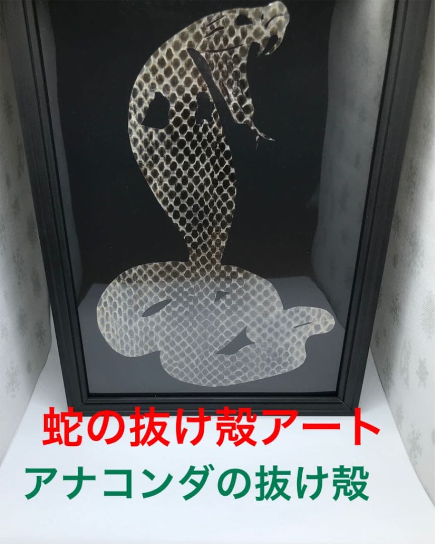 蛇の抜け殻 アート作品 アナコンダの抜け殻！ 激レア 金運 開運 魔除け