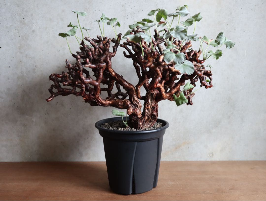 【値下げ】ペラルゴニウム　ミラビレ　特大株　発根済み