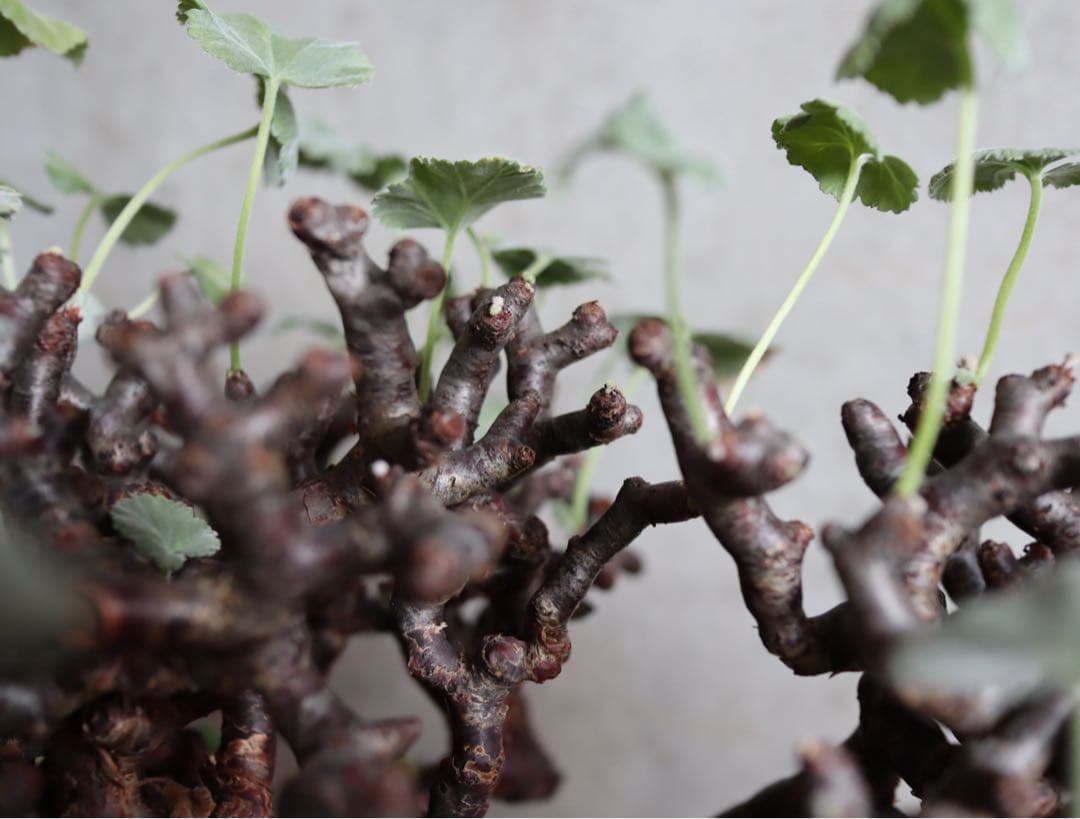 【値下げ】ペラルゴニウム　ミラビレ　特大株　発根済み