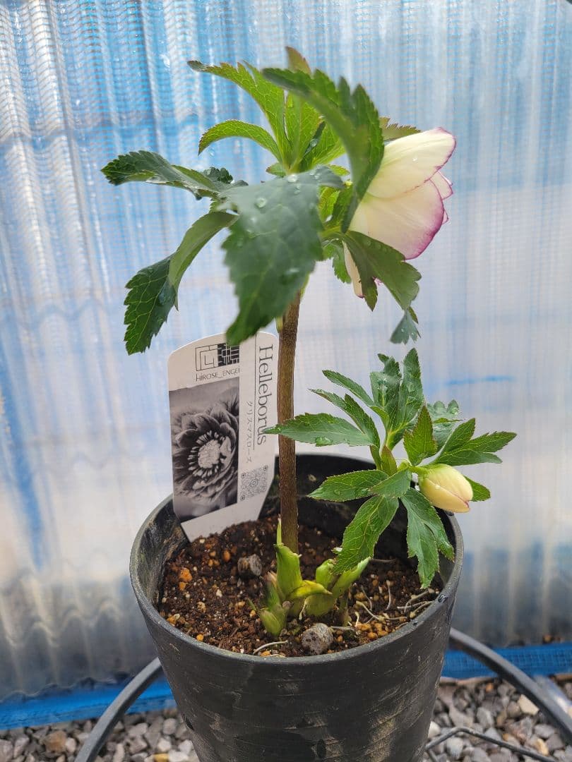 広瀬園芸 クリスマスローズ ホワイトピコティ ダブル - メルカリ