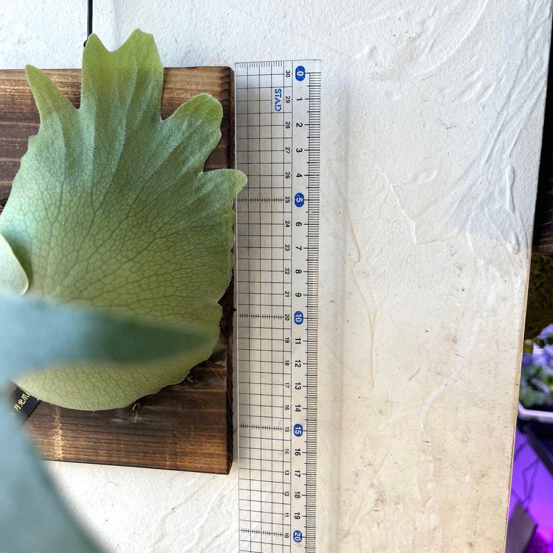 ビカクシダ　ウィリンキー　月光爪哇　子株　板付