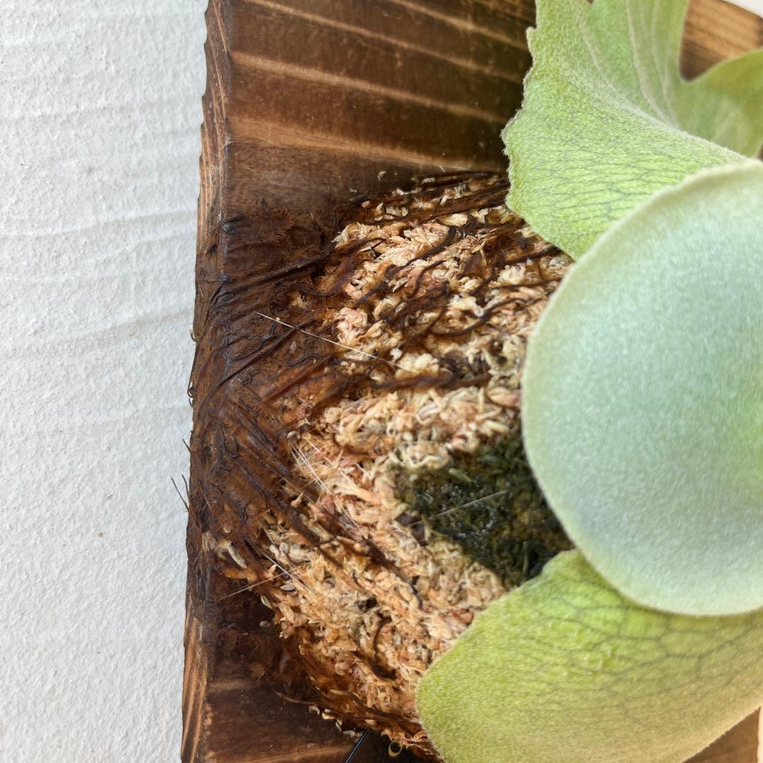 ビカクシダ　ウィリンキー　月光爪哇　子株　板付