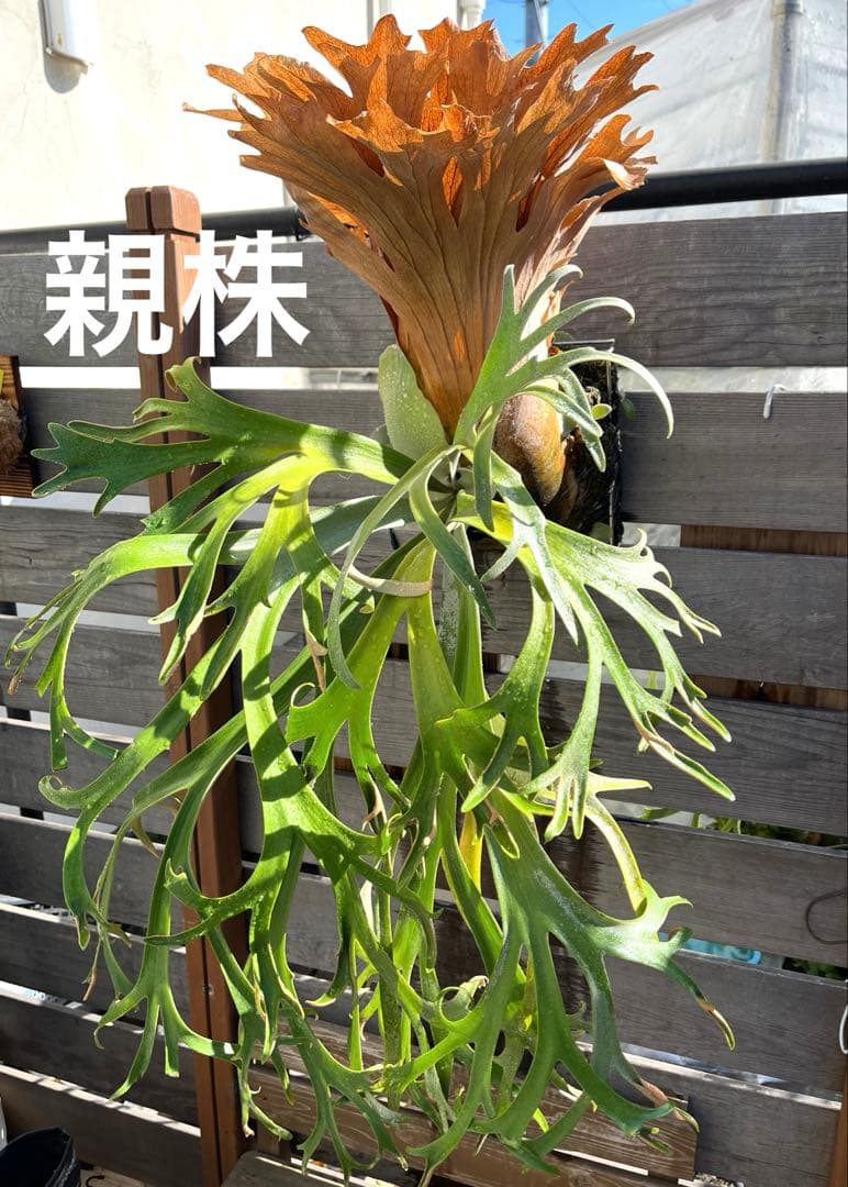 ビカクシダ　ウィリンキー　月光爪哇　子株　板付