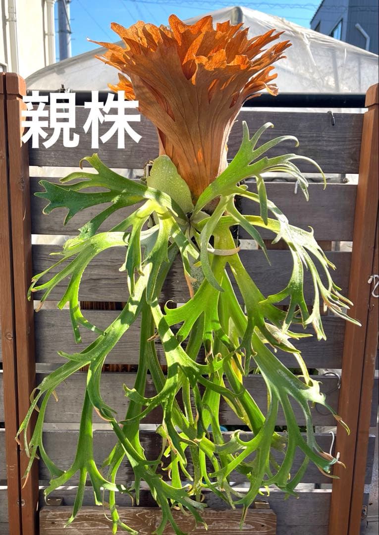 ビカクシダ　ウィリンキー　月光爪哇　子株　板付