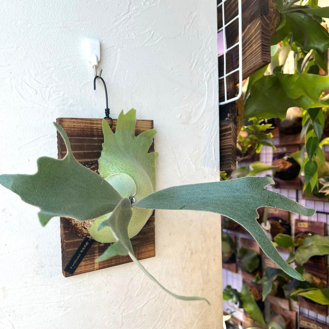 ビカクシダ　ウィリンキー　月光爪哇　子株　板付