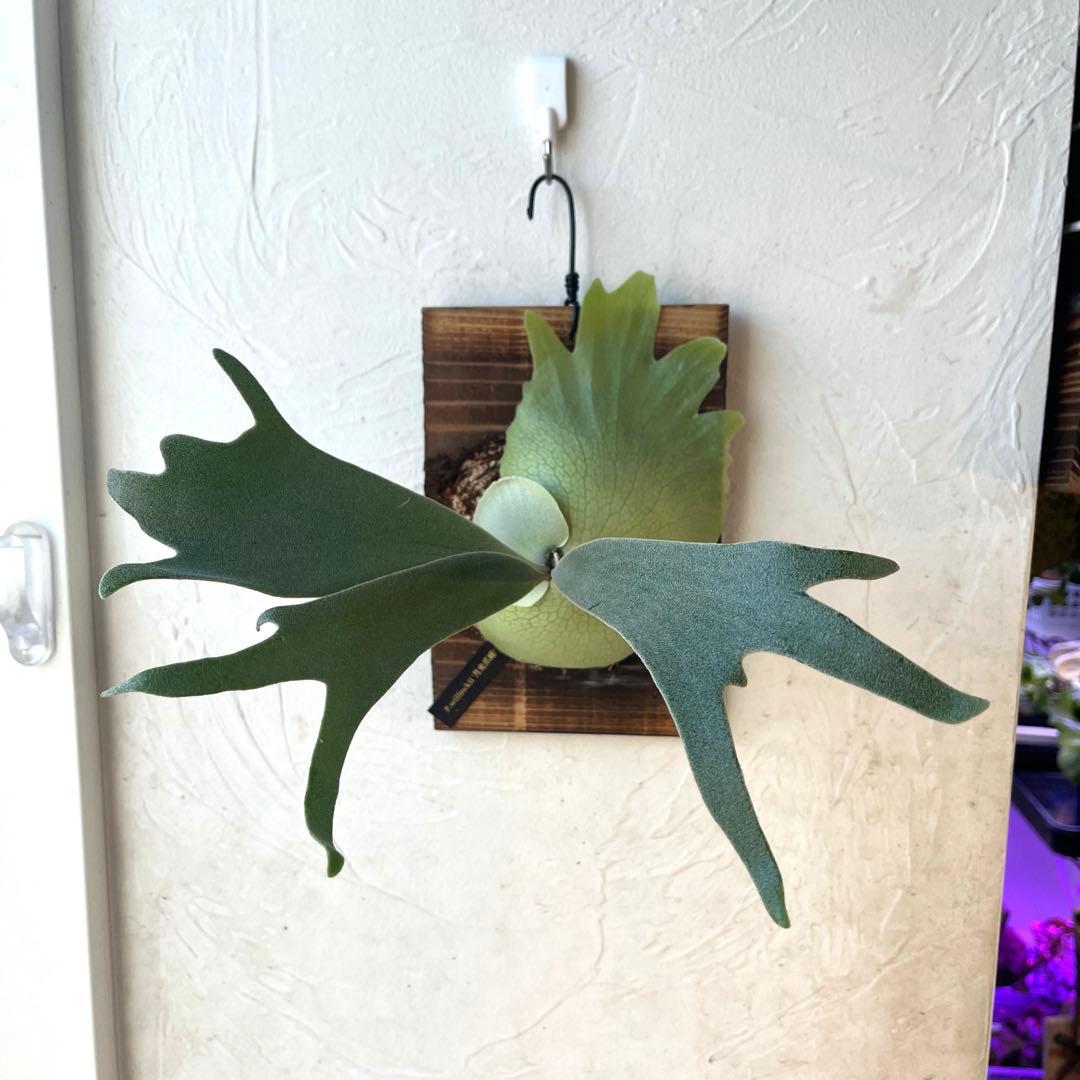 ビカクシダ　ウィリンキー　月光爪哇　子株　板付