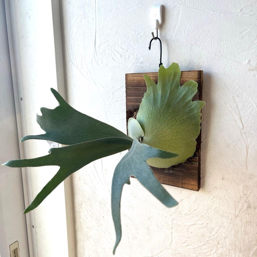 ビカクシダ　ウィリンキー　月光爪哇　子株　板付