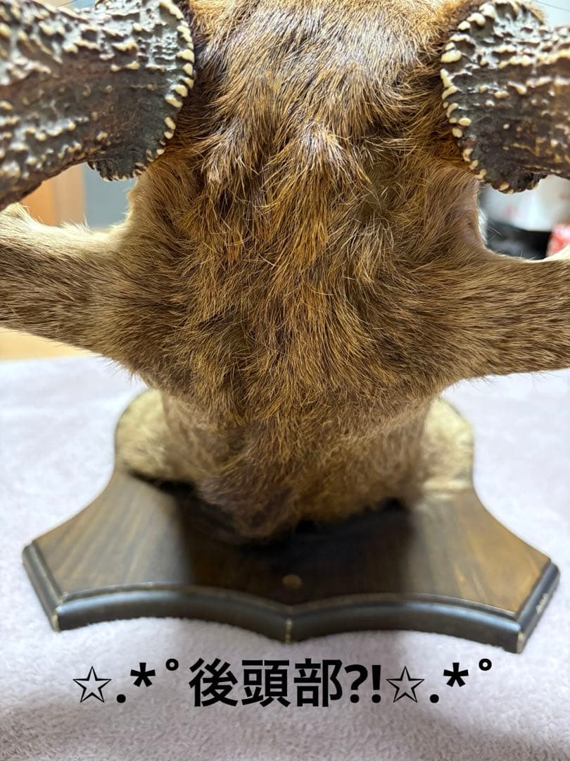 ✩.*˚鹿の剥製✩.*˚