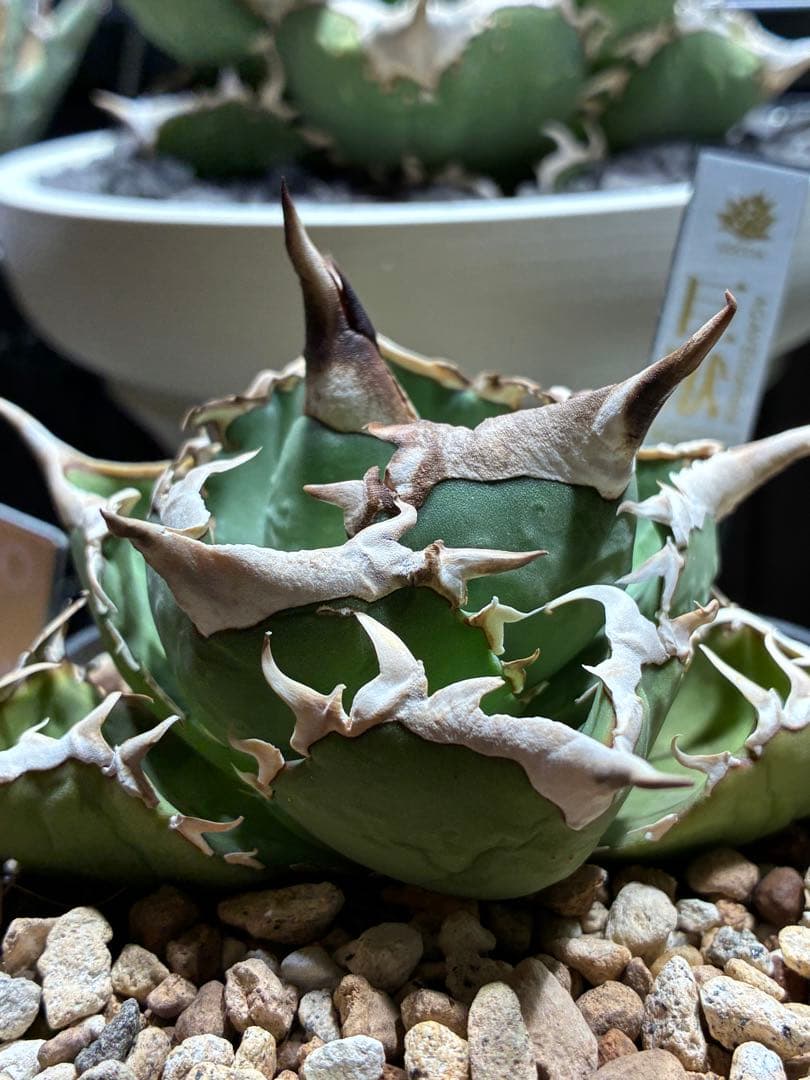 アガベ　チタノタ　巨獣　親株+子株　親子セット