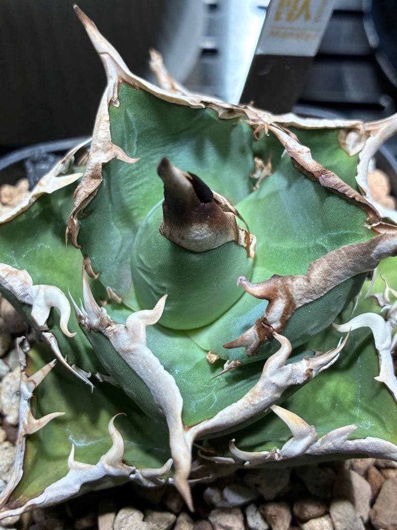 アガベ　チタノタ　巨獣　親株+子株　親子セット