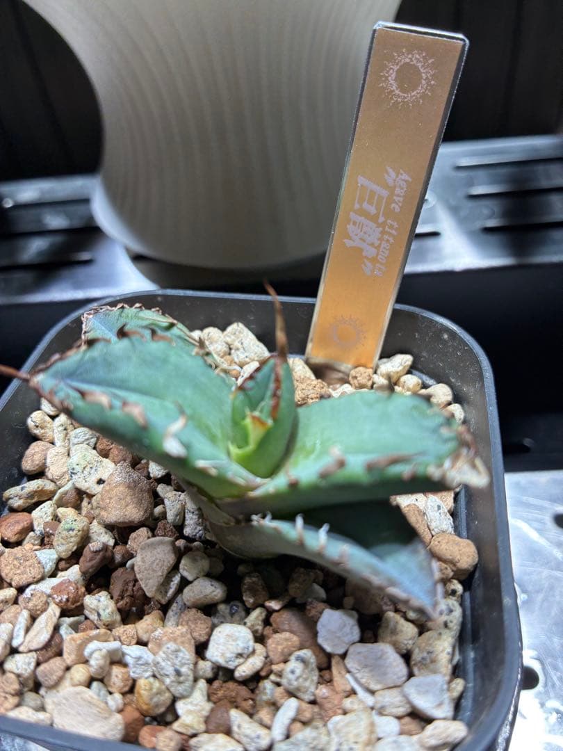 アガベ　チタノタ　巨獣　親株+子株　親子セット