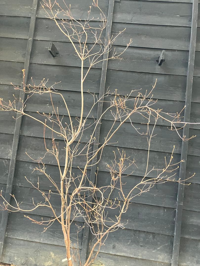 10 山採り　ミツバツツジ