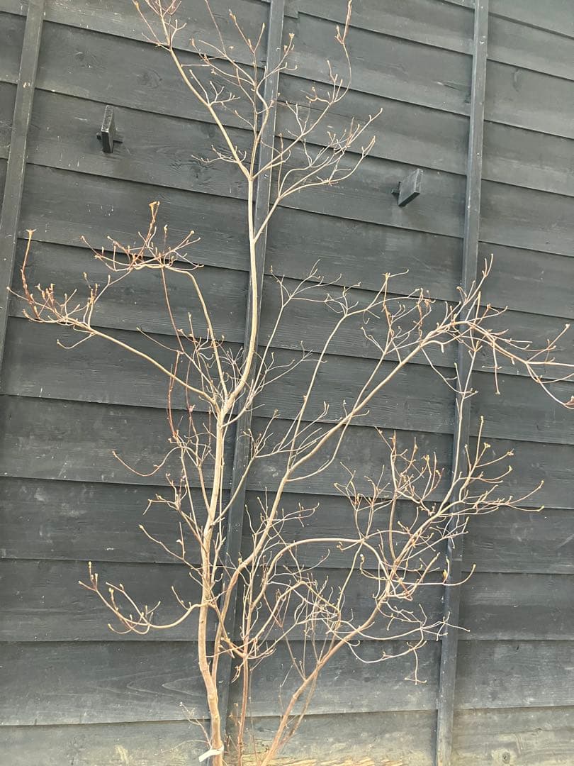 10 山採り　ミツバツツジ