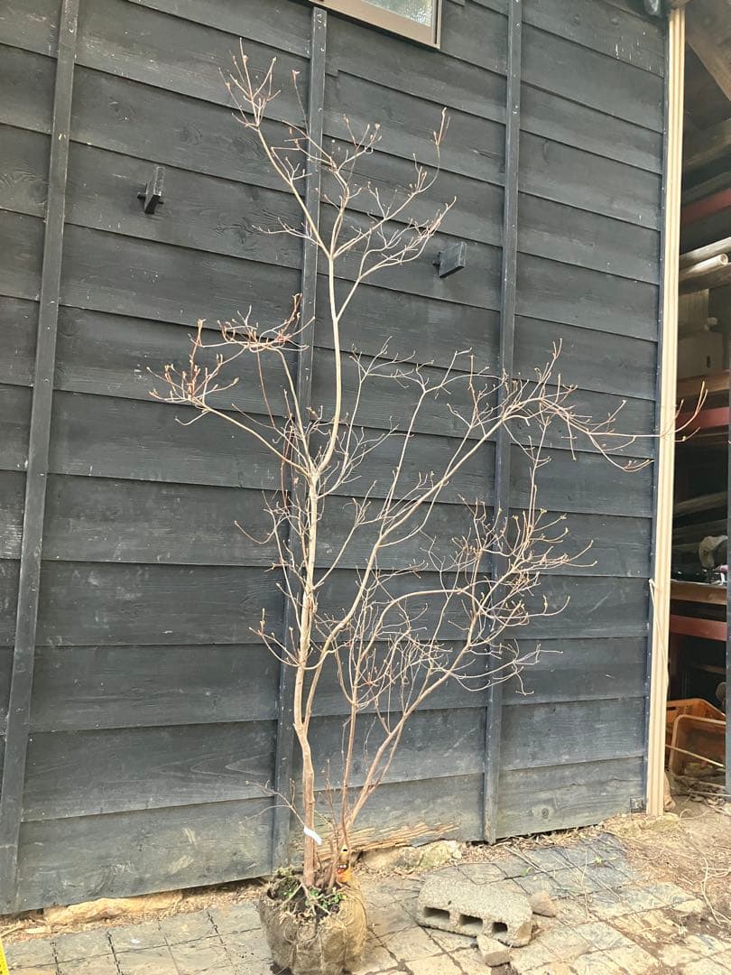 10 山採り　ミツバツツジ