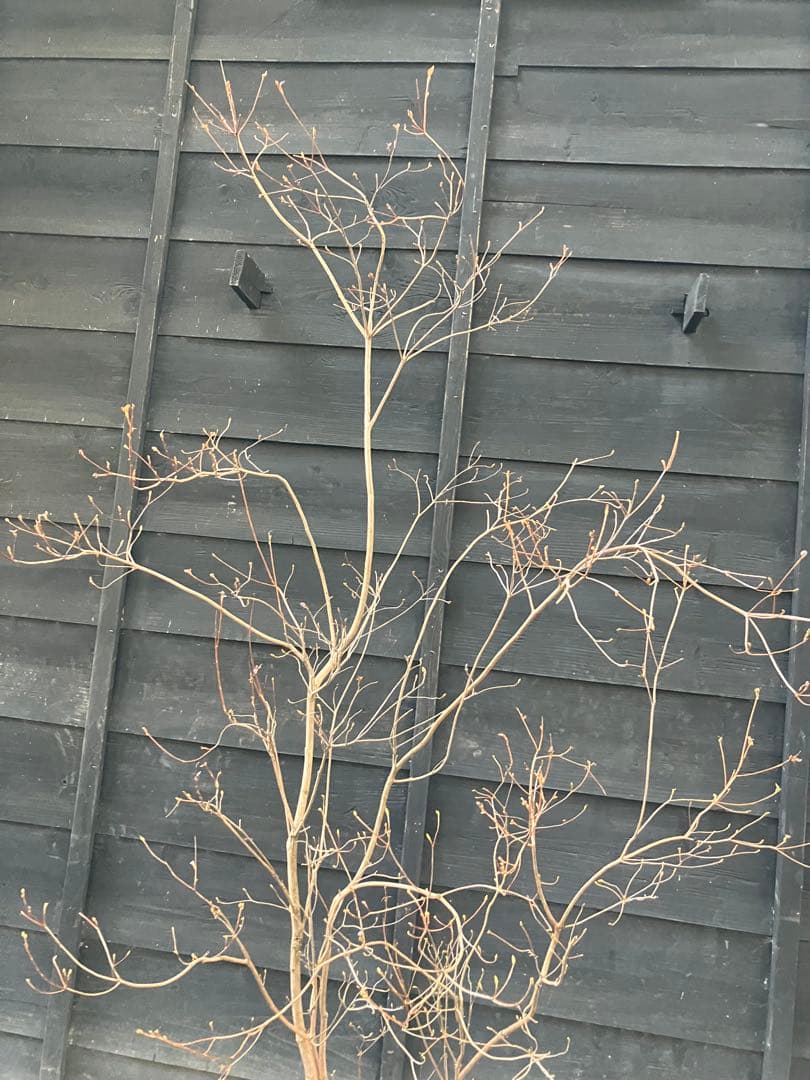 10 山採り　ミツバツツジ