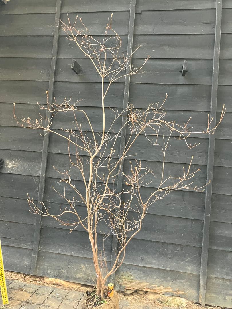 10 山採り　ミツバツツジ