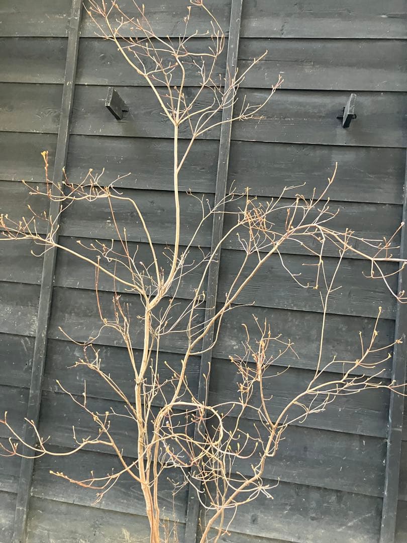 10 山採り　ミツバツツジ