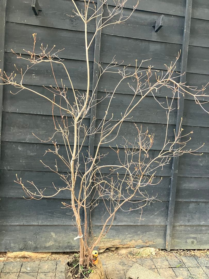 10 山採り　ミツバツツジ