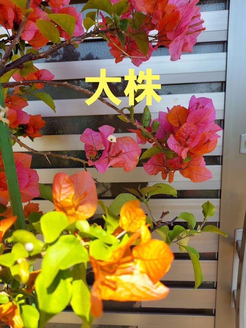 ブーゲンビリアオレンジピンク大株 らくらくメルカリ便発送‼️