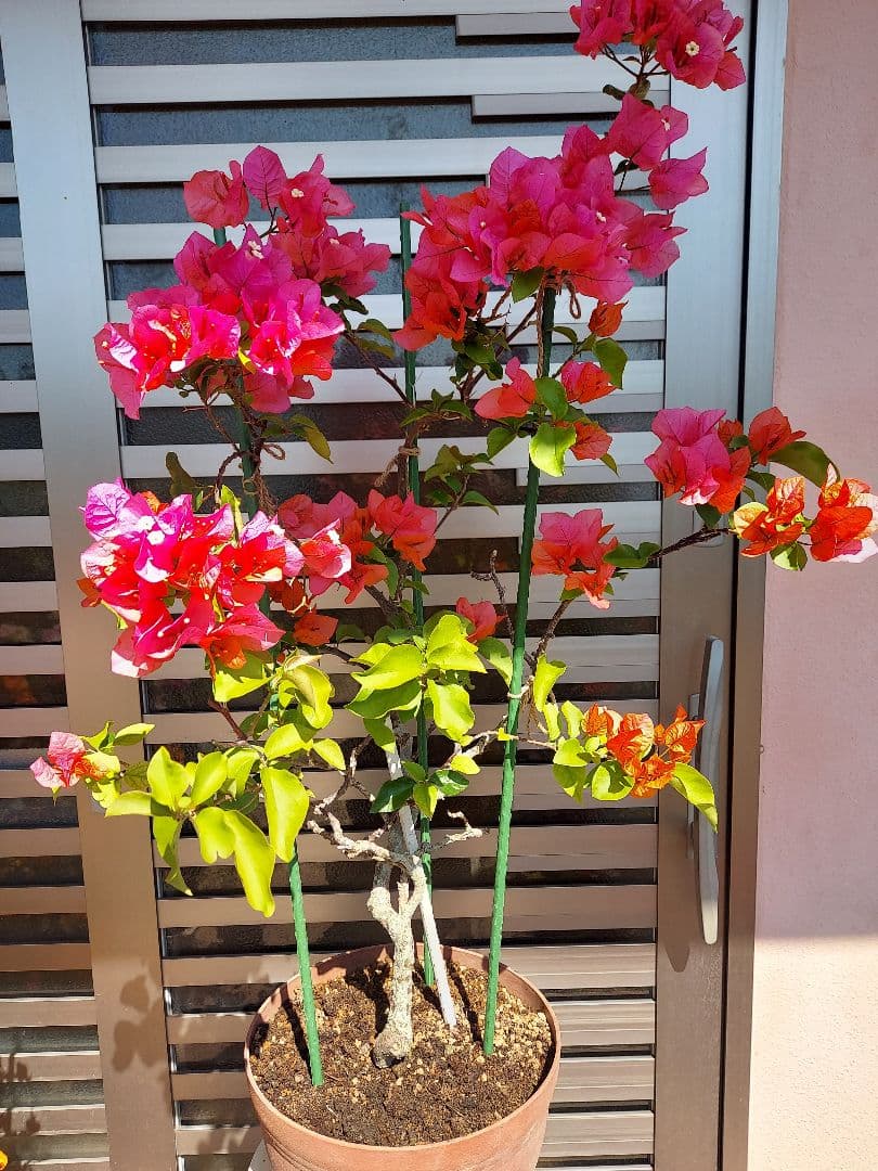 ブーゲンビリアオレンジピンク大株 らくらくメルカリ便発送‼️