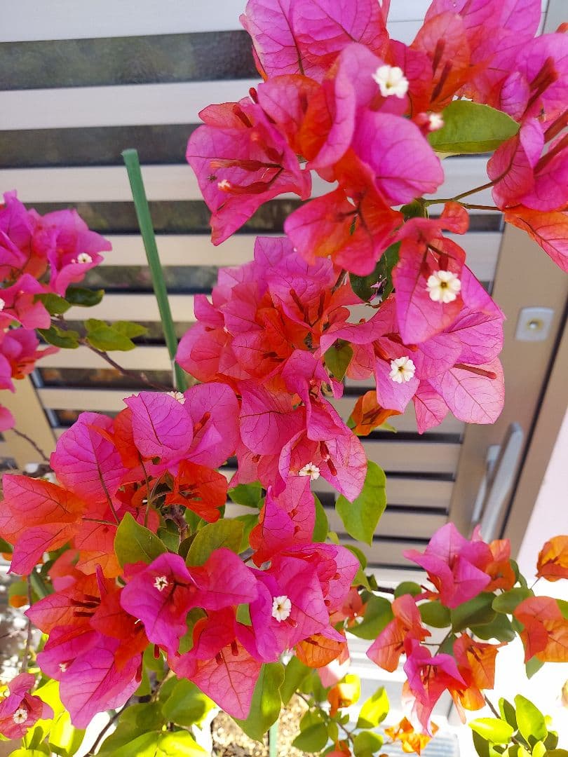 ブーゲンビリアオレンジピンク大株 らくらくメルカリ便発送‼️